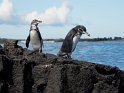 Galapagospinguine