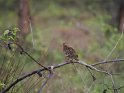 Galapagostaube-1