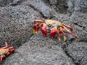 Rote Klippenkrabbe