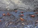 Rote Klippenkrabben