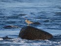 Wanderwasserläufer