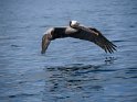 fliegender Brauner Pelikan
