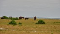 Waldelefanten an der Küste