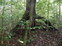 Loango Nationalpark (8)