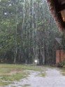 Tropischer Regenschauer