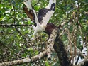 Palmgeier (2)