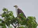Schreiseeadler