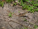 Siedleragame Weibchen