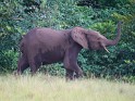 Waldelefant (2)