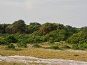 Loango Nationalpark (3)