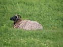 Heidschnucke