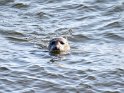Seehund