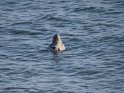 Seehund (3)