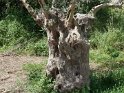 Olivenbaum