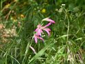 Italienische Gladiole