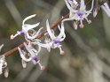 Kretische Rutenglockenblume