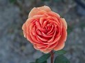 Rose (2)