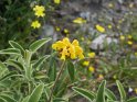 Kreta-Brandkraut