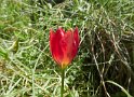 Tulpe Doerfler