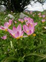 Tulpe Baker