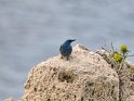 Blaumerle