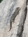 Malta - Mauergecko