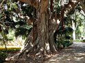 Malta: Attard - St. Antons Garden
