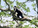 Guereza (Mantelaffe)