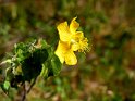 Blüte
