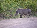 Warzenschwein