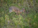 Kirk's Dikdik