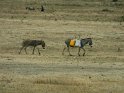 Esel, wichtiges Transportmittel der Massai
