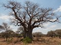 Baobab