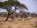 Steppenzebras