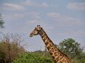Massai-Giraffe
