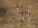 Thomson Gazelle
