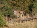 Elenantilope