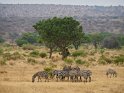 Steppenzebras und Leberwurstbaum