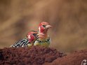 Flammenkopf-Bartvogel