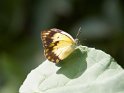 Belenois creona