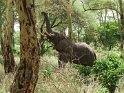 Elefant (2)