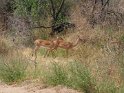 Impalas