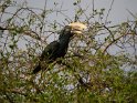Silberwangen-Hornvogel