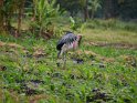 Marabu