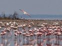 Rosaflamingos und Zwergflamingos