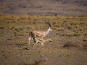 Grant-Gazelle und Thomson Gazelle