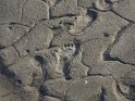 Laetoli footprints