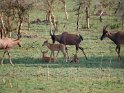 Serengeti-Topi mit Jungen