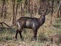 Defassa Wasserbock