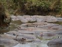 es wird eng im Hippo Pool